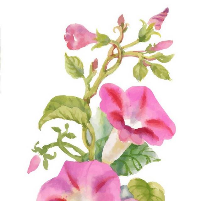 粉色喇叭花