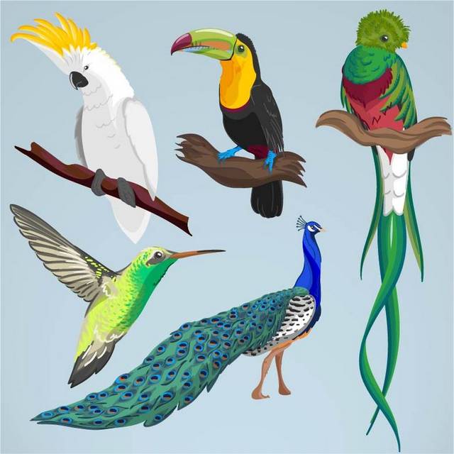 手绘孔雀和其他鸟