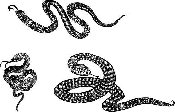 黑白矢量蛇