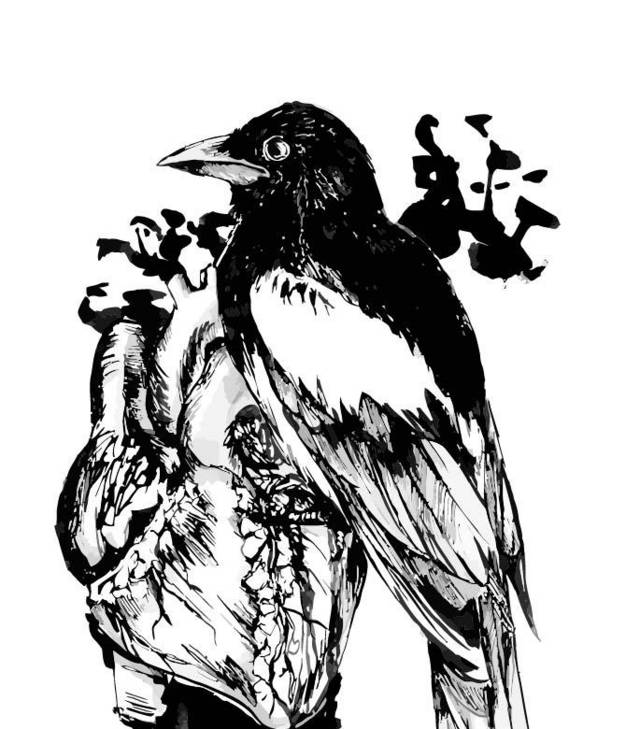 黑白乌鸦手绘