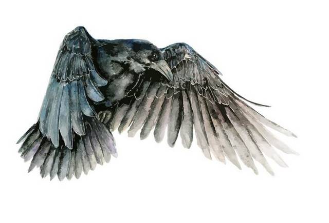 空中飞翔的乌鸦
