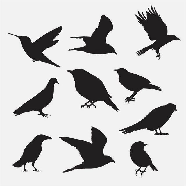 剪影素材乌鸦和其他鸟类