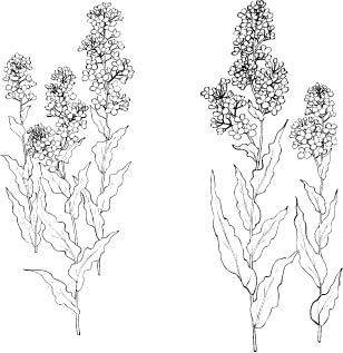 油菜花手绘