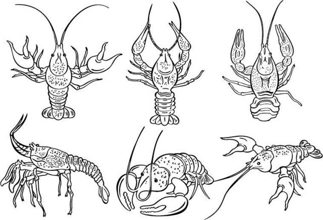 手绘龙虾合集