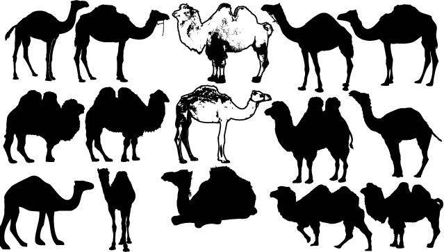 卡通骆驼合集