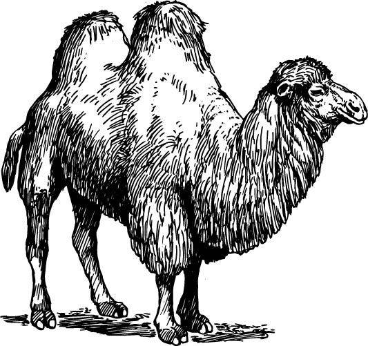 黑白手绘骆驼素材