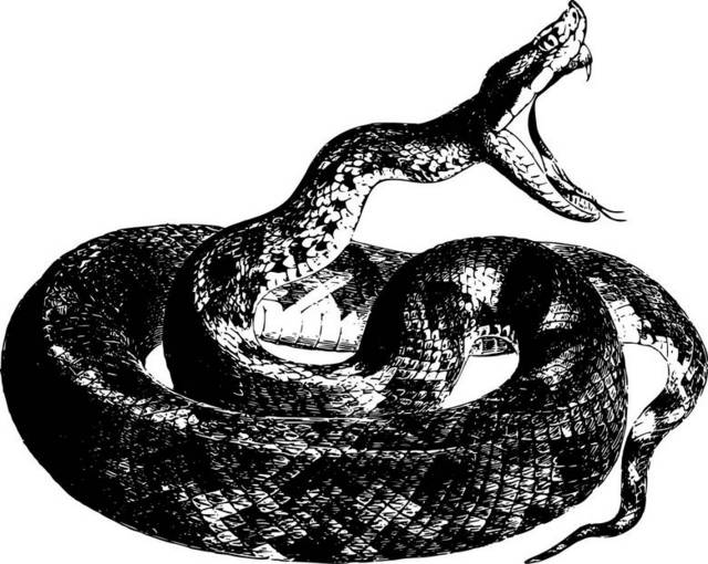 黑白蟒蛇素材