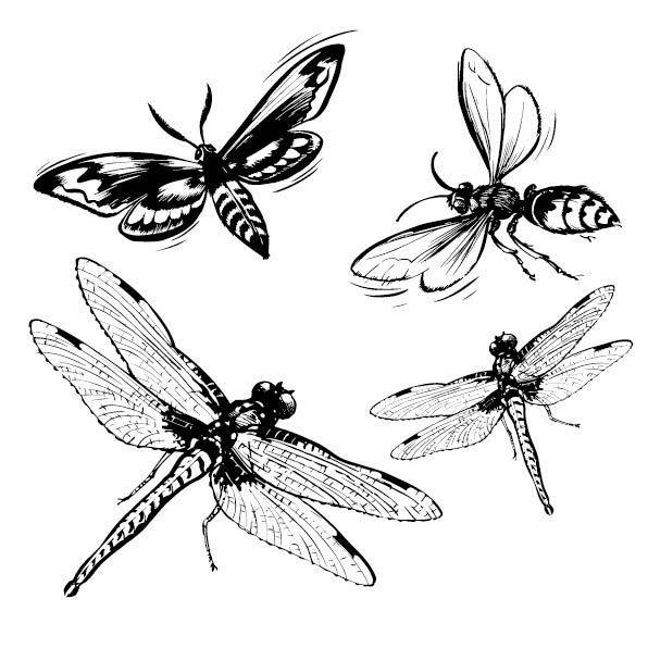 手绘素描蜻蜓素材