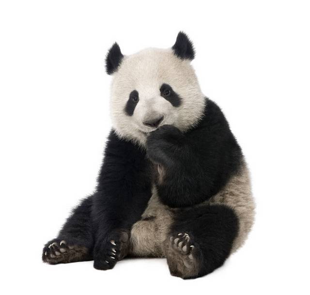 黑白熊猫素材