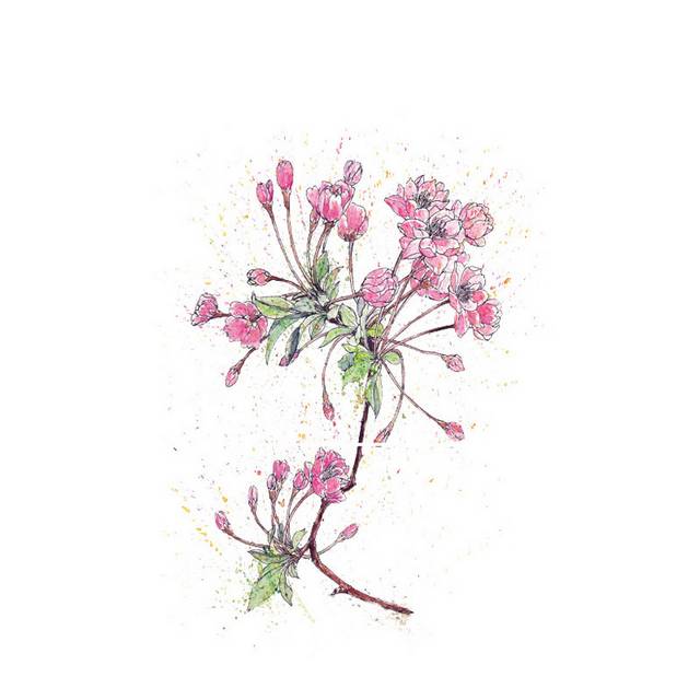 手绘海棠花设计素材