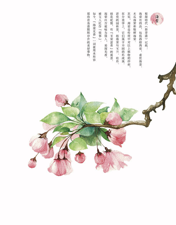 彩铅海棠花设计素材 图品汇 彩铅海棠花设计素材 图品汇