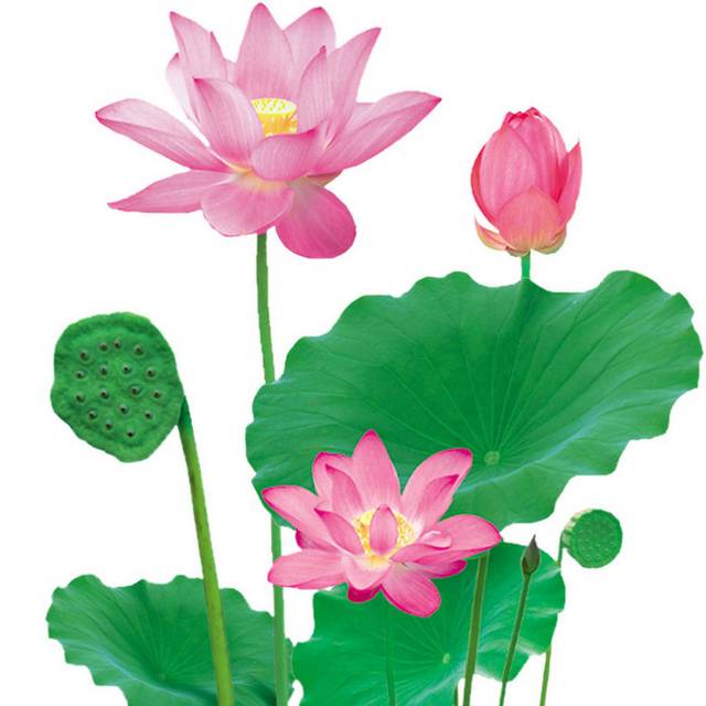 小清新荷花设计psd素材