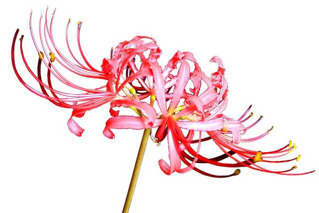 手绘粉色彼岸花
