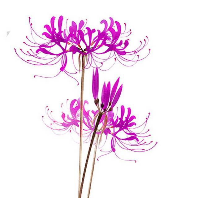 紫色彼岸花