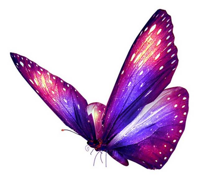紫色蝴蝶设计元素