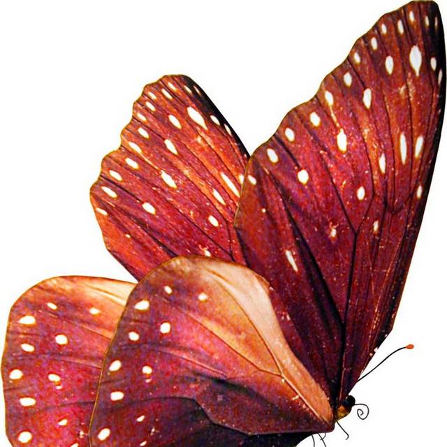 红色手绘蝴蝶素材