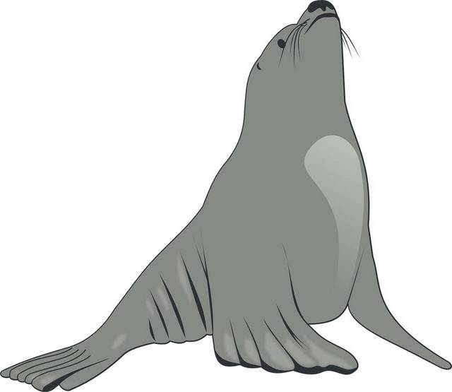 灰色手绘海狮