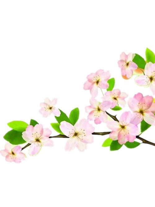 手绘素材粉色海棠