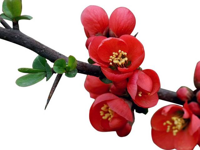 枝头的红色海棠花