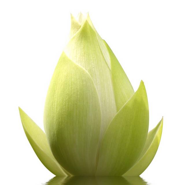 手绘素材荷花花苞