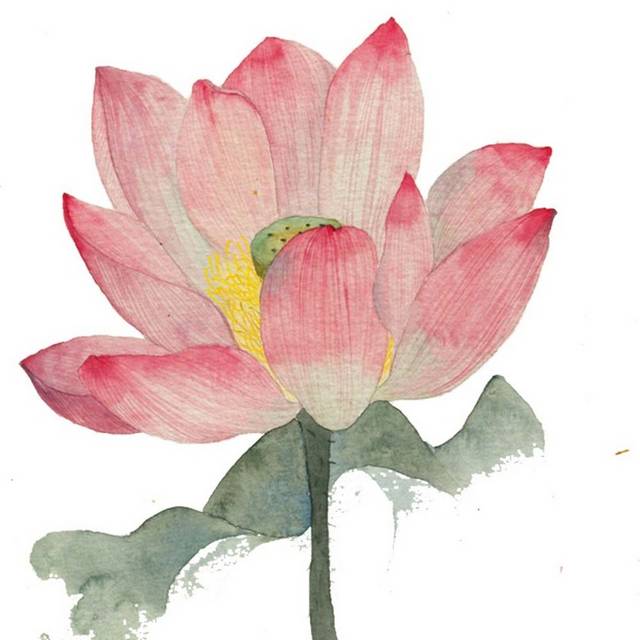 手绘一朵荷花