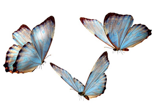 三只手绘蝴蝶