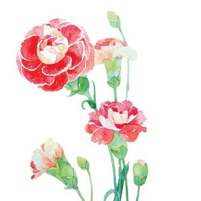 手绘素材三朵盛开的康乃馨