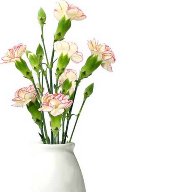 手绘素材花瓶里的康乃馨花