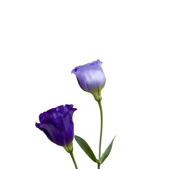 两朵紫色康乃馨