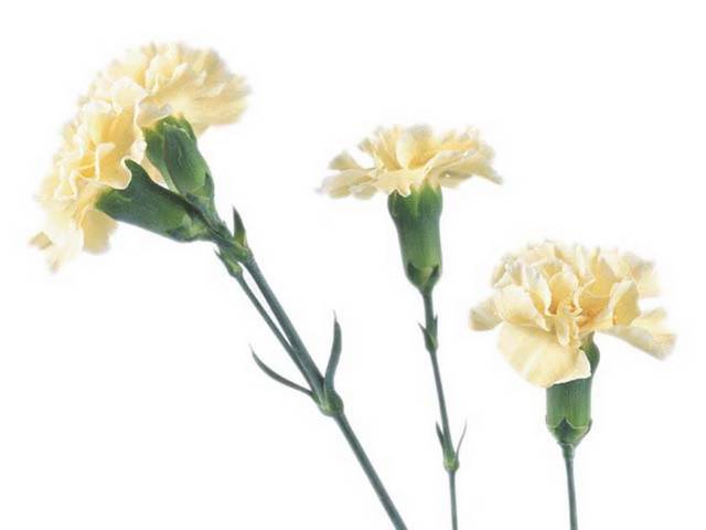 浅黄色康乃馨三朵手绘素材