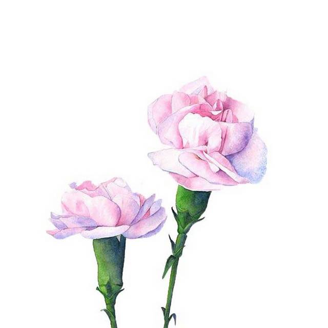 两朵粉色康乃馨手绘