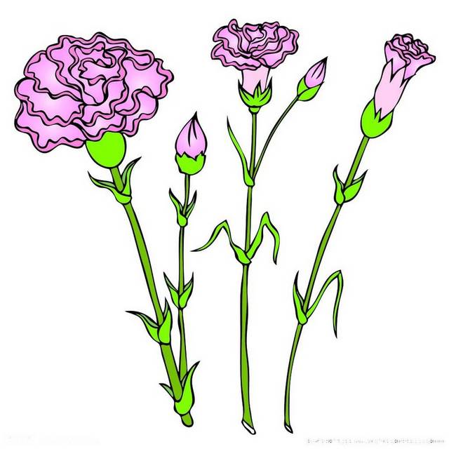紫色手绘康乃馨