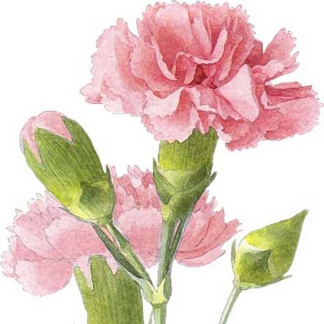 手绘两朵粉色康乃馨