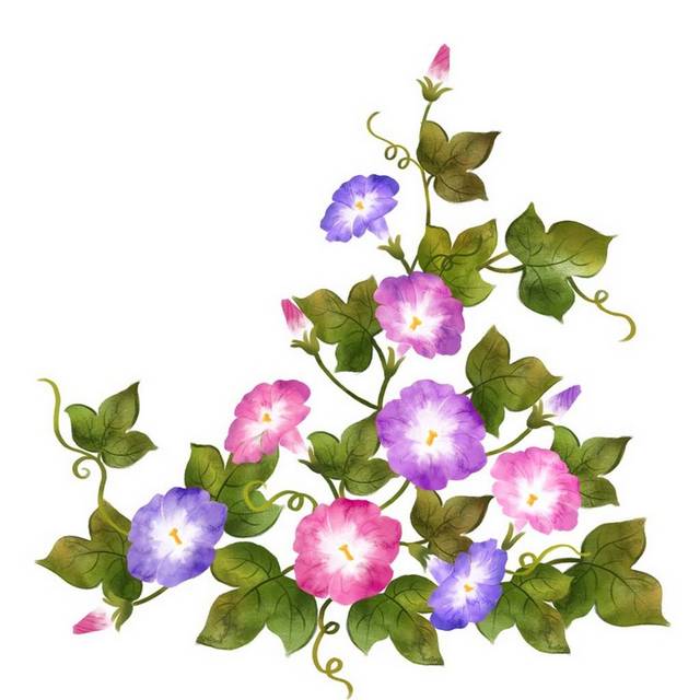 手绘八朵牵牛花