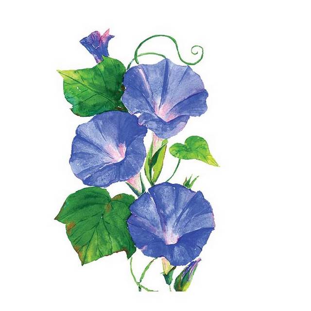 手绘蓝色牵牛花
