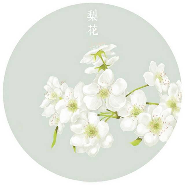 洁白的梨花手绘