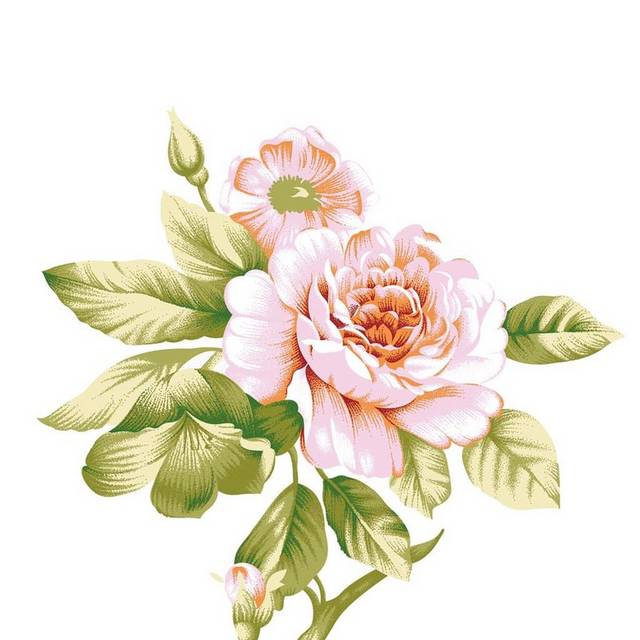 手绘蔷薇花设计素材
