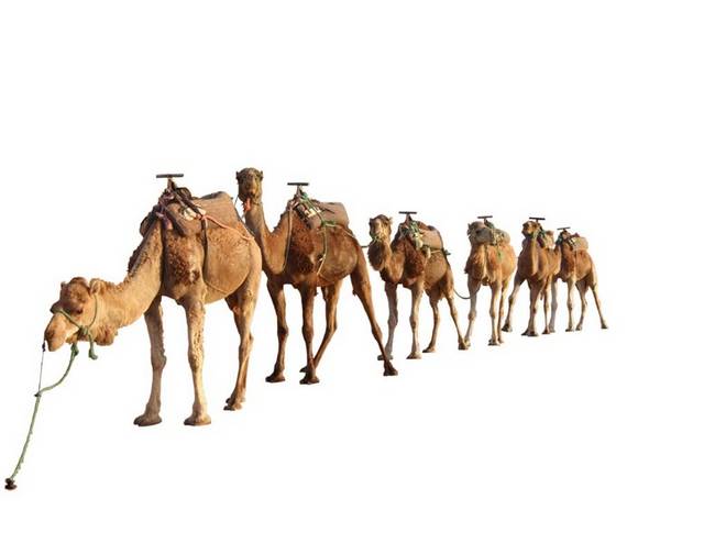 一队骆驼