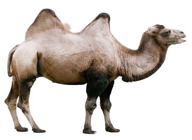 棕灰色骆驼