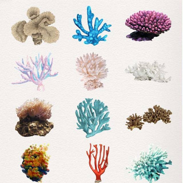 各类珊瑚元素