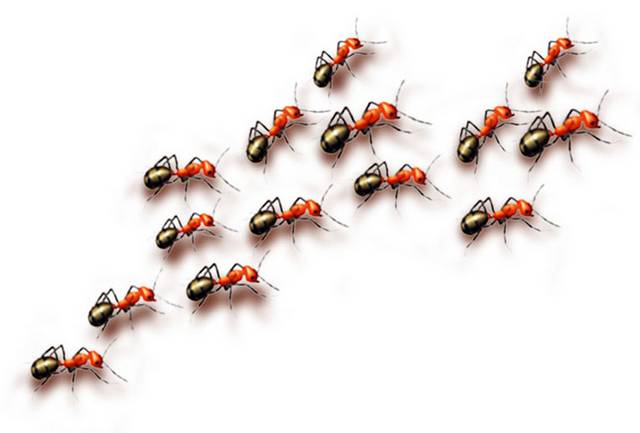 一群红蚂蚁