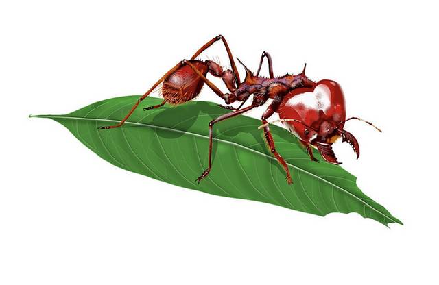 手绘树叶上的蚂蚁免抠