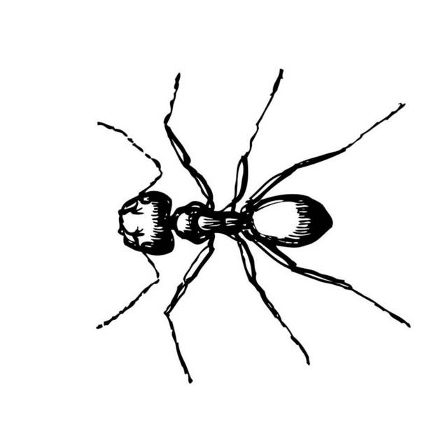 黑白手绘蚂蚁