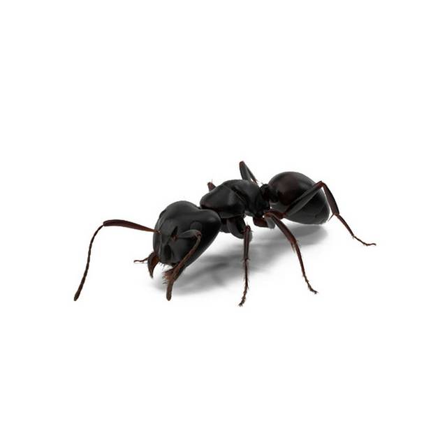 黑色蚂蚁免抠素材