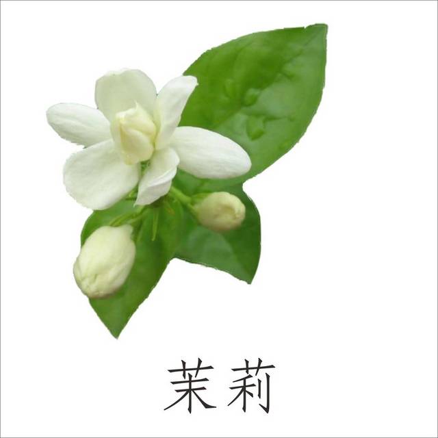 免抠素材白色茉莉