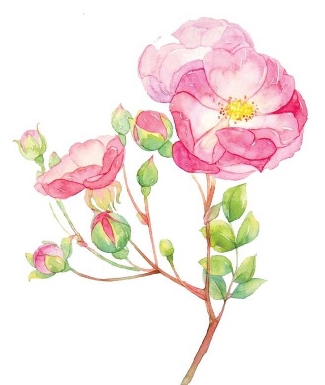 手绘蔷薇花卉
