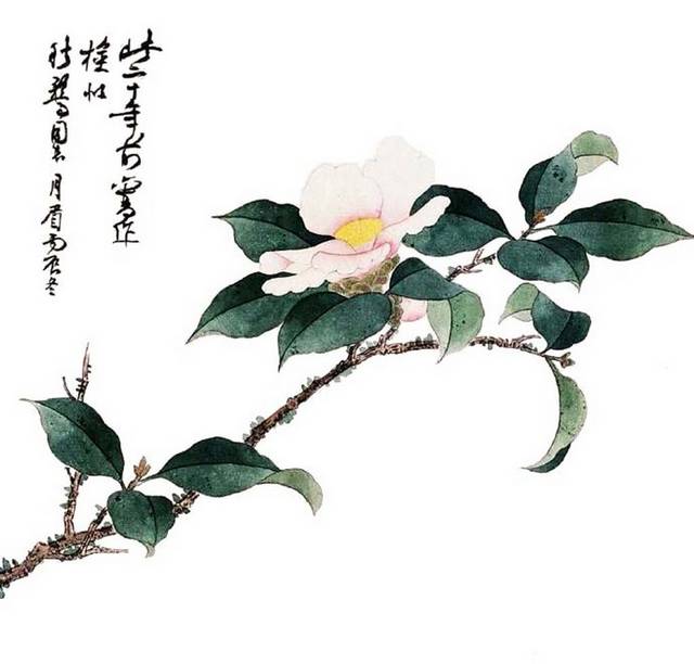 美丽的白色山茶花手绘