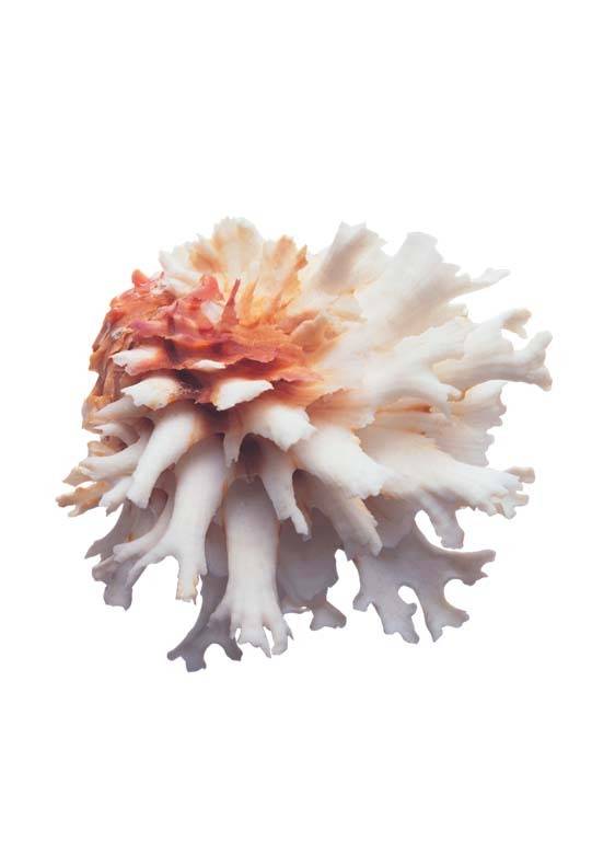 精美珊瑚免扣素材