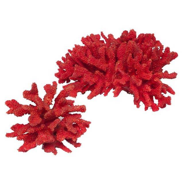 红色珊瑚