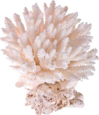 肉色珊瑚